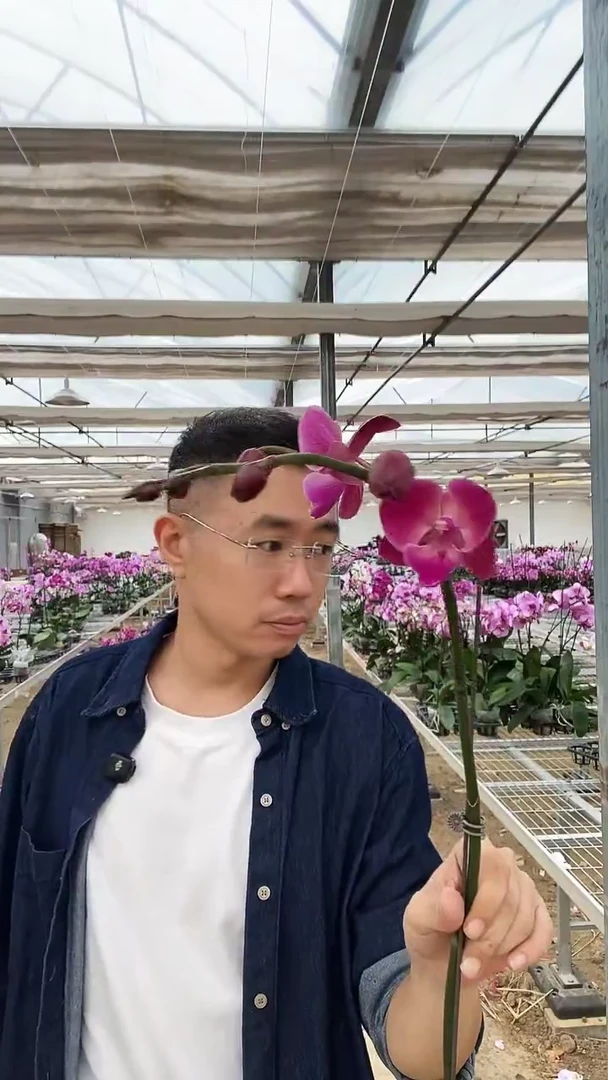 完全开放瑕疵俏皮1棵