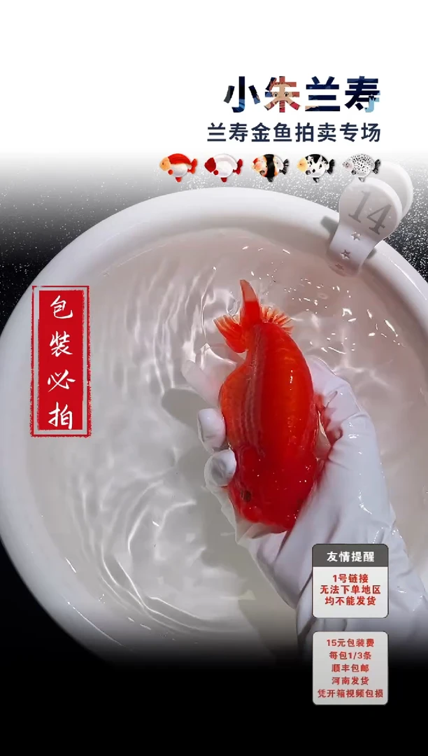 金鱼包装必拍未拍顺丰到付14号