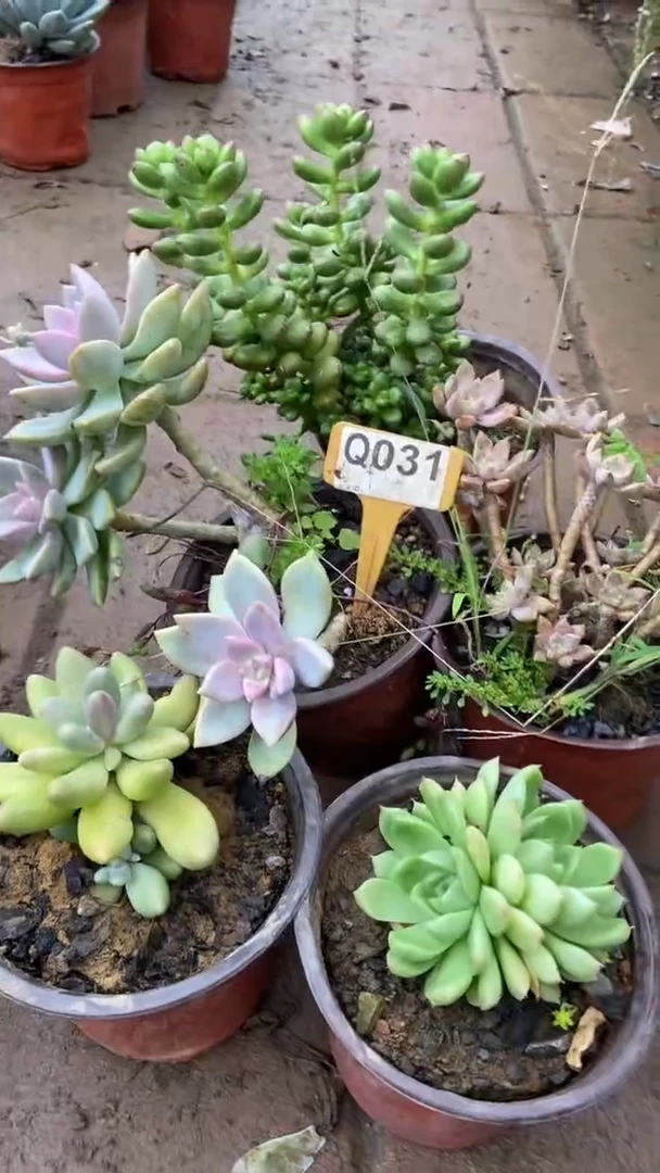 Q031多肉组合默认脱土发货