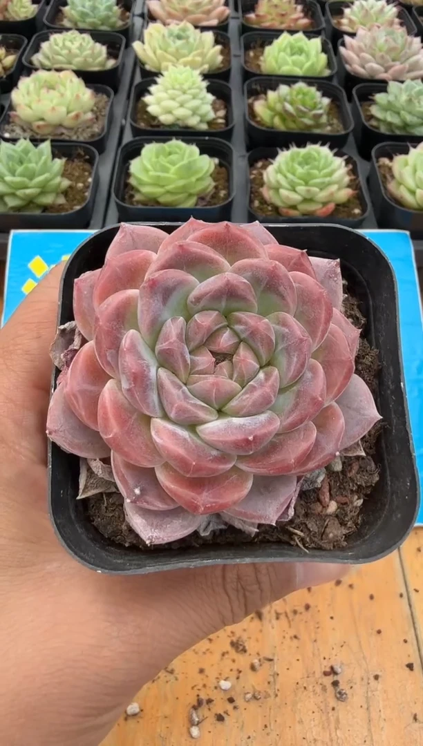 东云多肉园二店-86