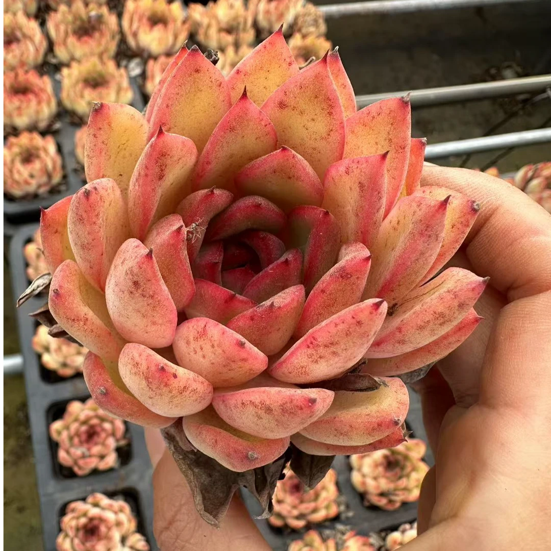 7#苏提达多肉植物 前男友精品多肉