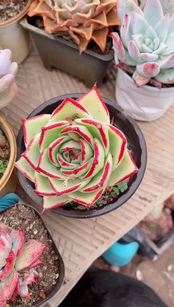 【闪购商品】07284