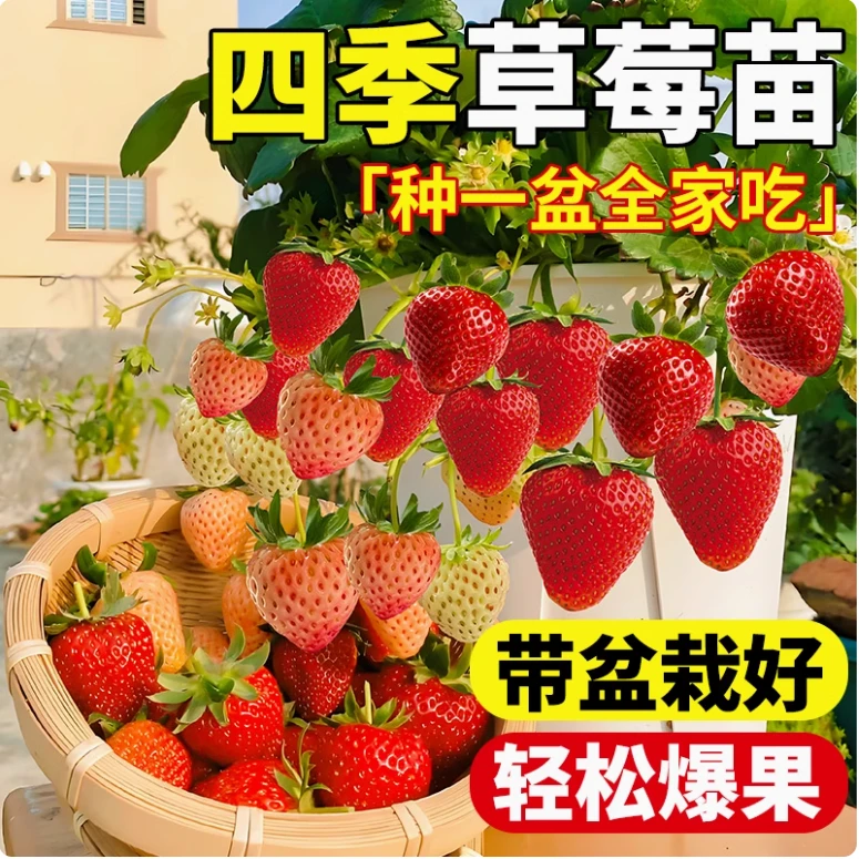 【带花或者小果10cm加仑盆】新手草莓苗奶油妙香原盆原土四季结果