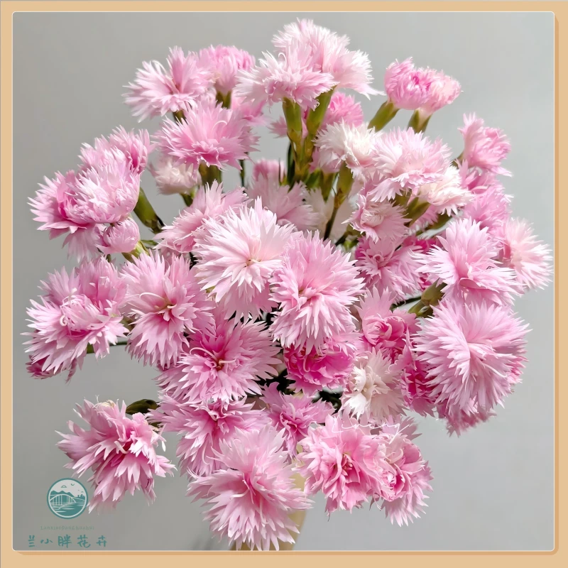 【兰小胖】精选-芊羽 多头康乃馨20枝装 超长花期 顺丰包邮