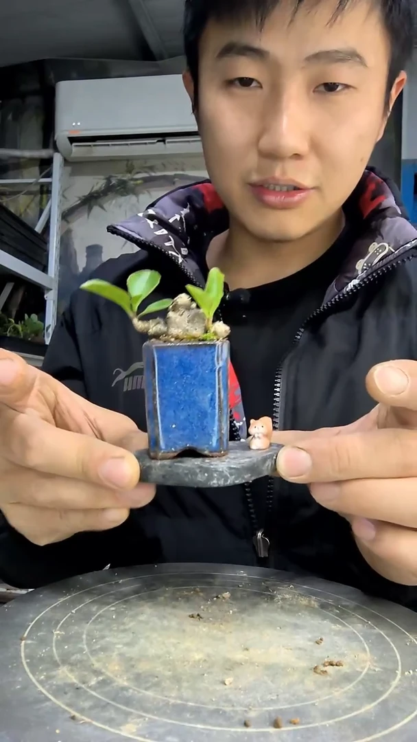 张****友中青园艺一物一拍花19