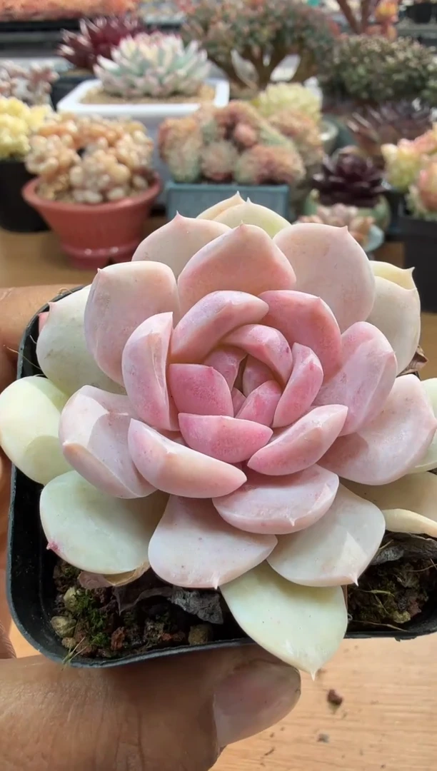 东云多肉园二店-38