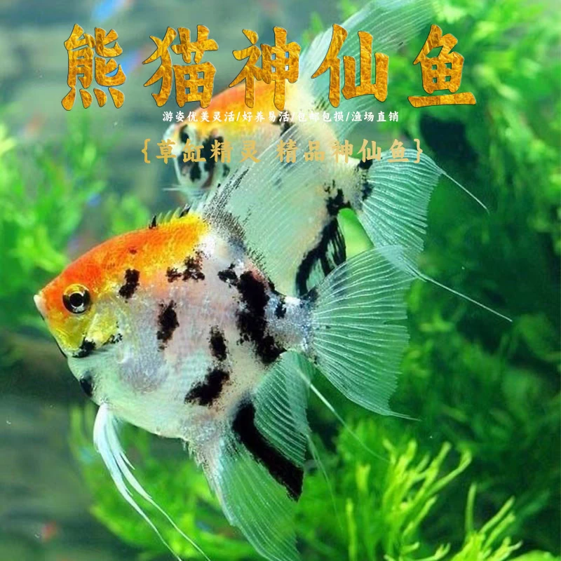 活动熊猫燕鱼三色燕神仙燕鱼包邮观赏鱼热带鱼淡水鱼好养活