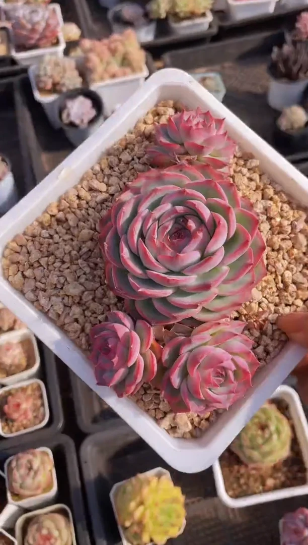 【闪购商品】411侧影多肉