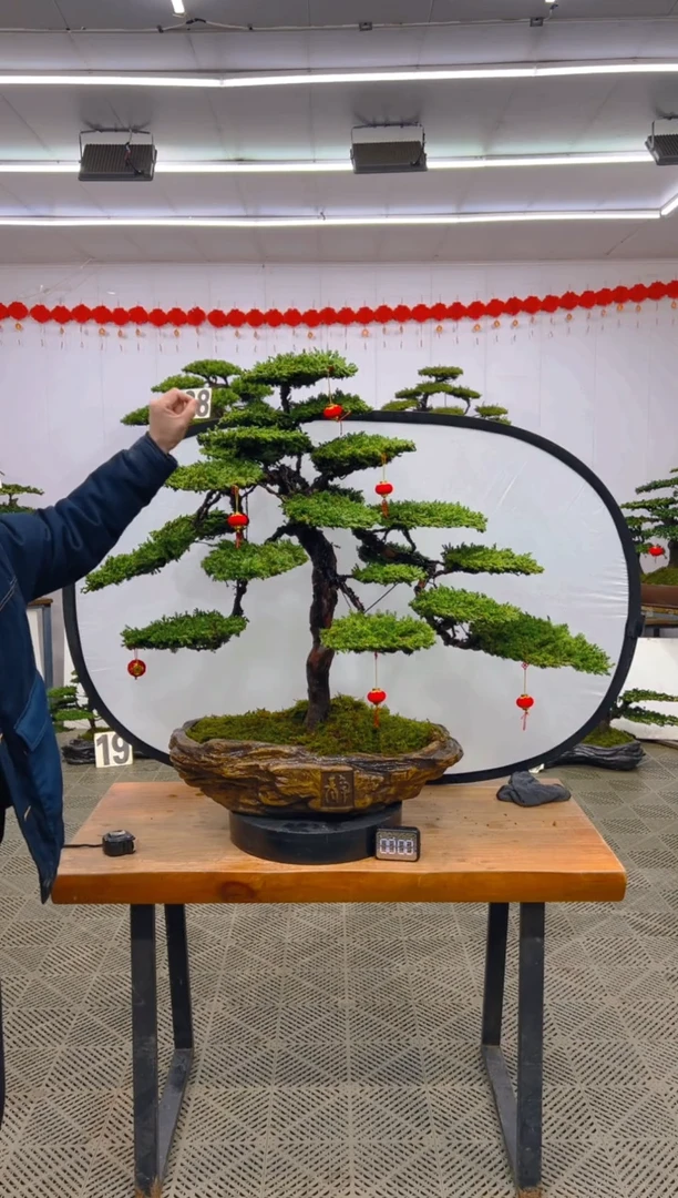 【闪购商品】盆景盆景