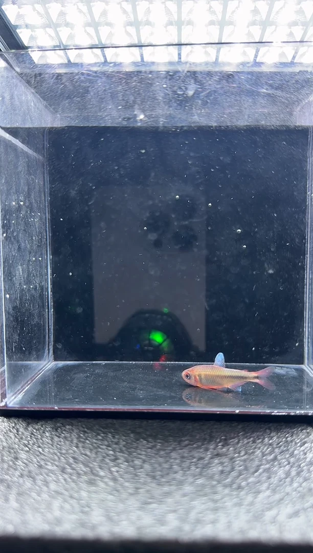 灯科鱼曾****e不知名灯鱼