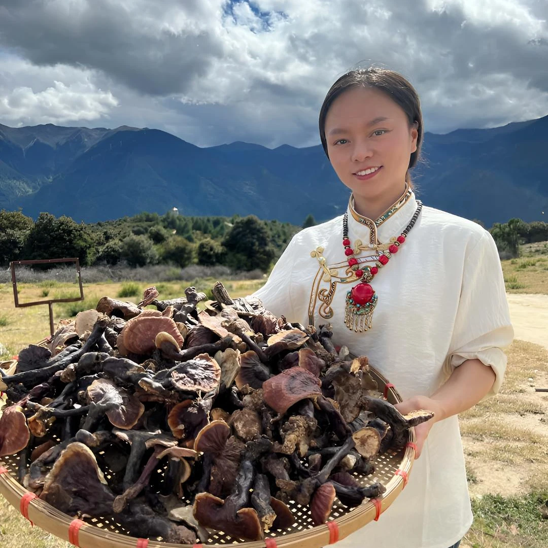 【西藏【白肉白心灵芝】下山货