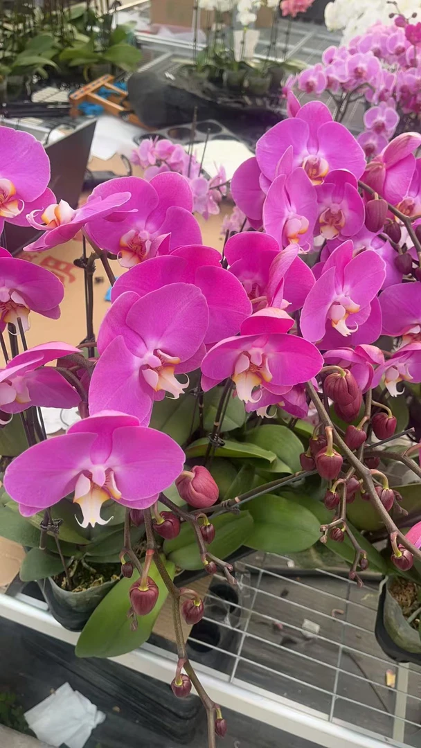 随机发货无售后 3.0蝴蝶兰鲜花盆栽