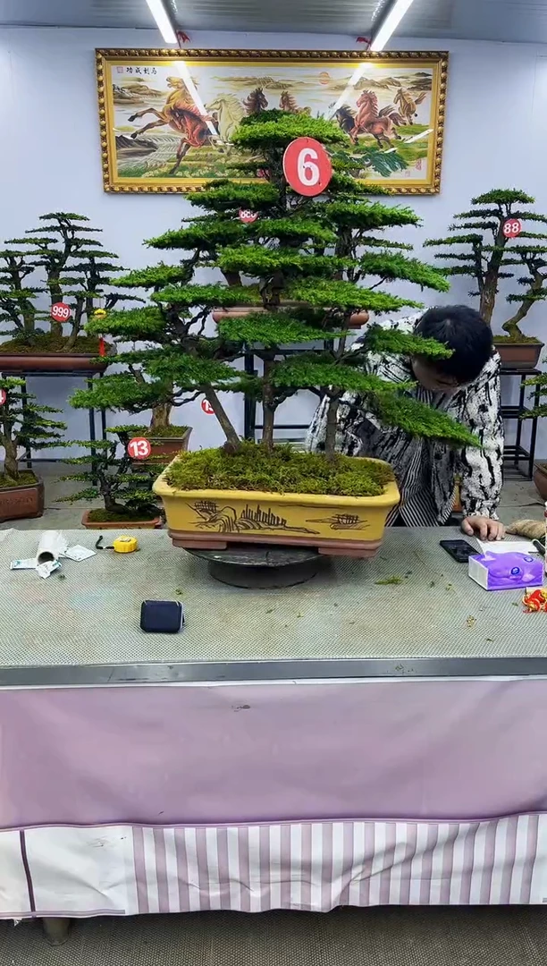 【闪购商品】八斗松/松类活物造型盆景，以直播间截图为啊啊