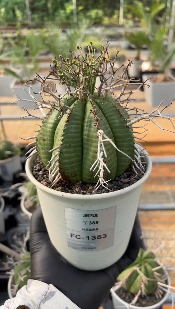 法丽达大戟FC-1353