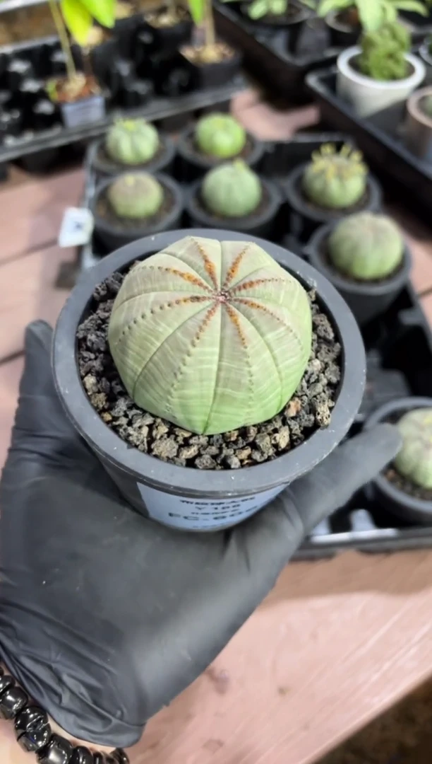 布纹球大戟FC-6064