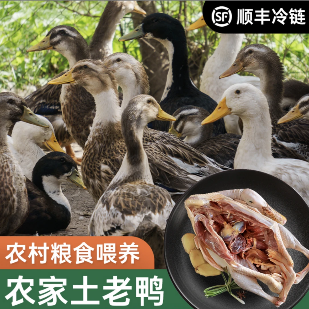 农村稻田鸭 粮食喂养 土鸭子
