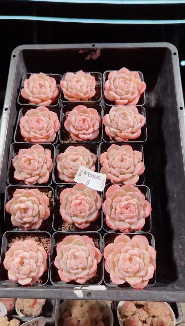 0103-08紫罗兰多肉量拍任意发一颗群生不包整