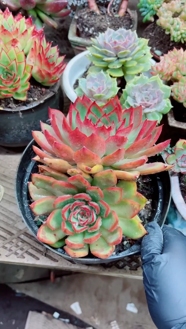 嫣*10013多肉植物一物一拍