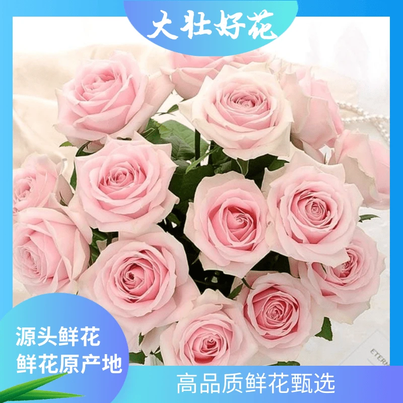 【粉红雪山】大壮好花 云南鲜花基地直发