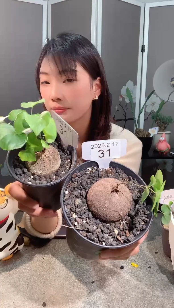 【闪购商品】南非龟甲龙2.16.31