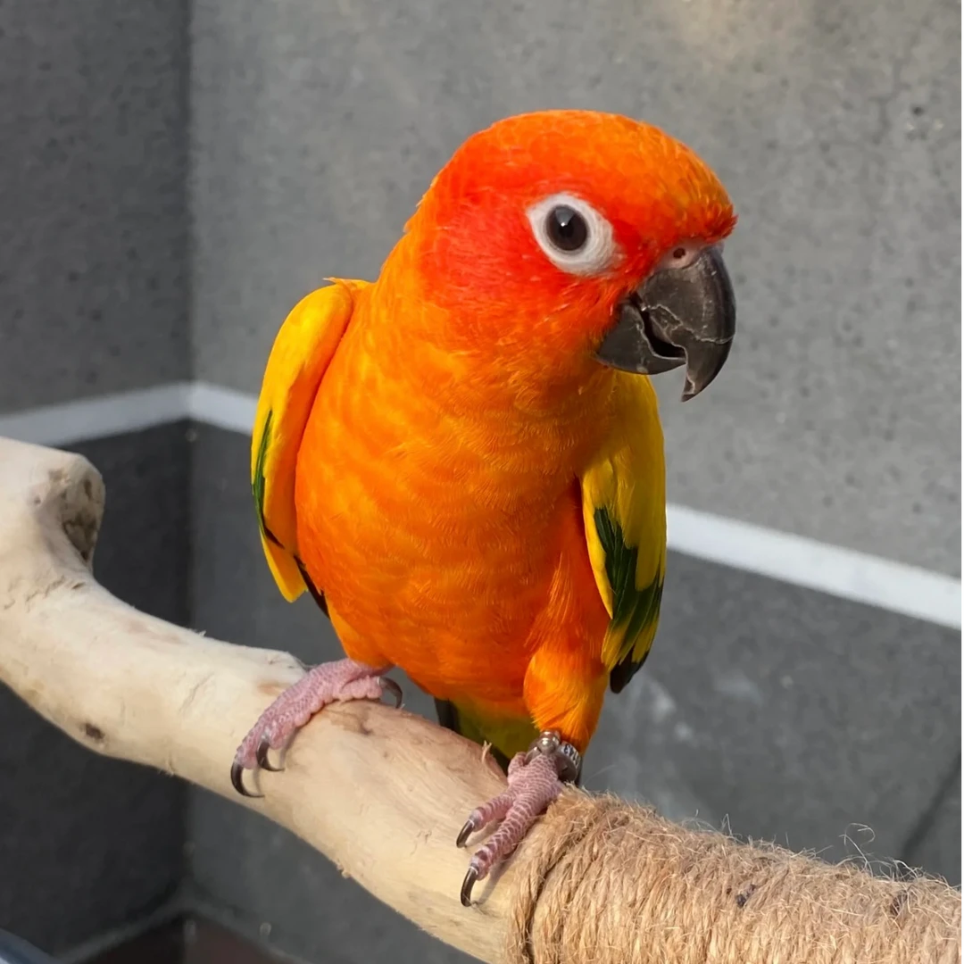 鹦鹉宠物活体养殖场直发（一鸟一价）