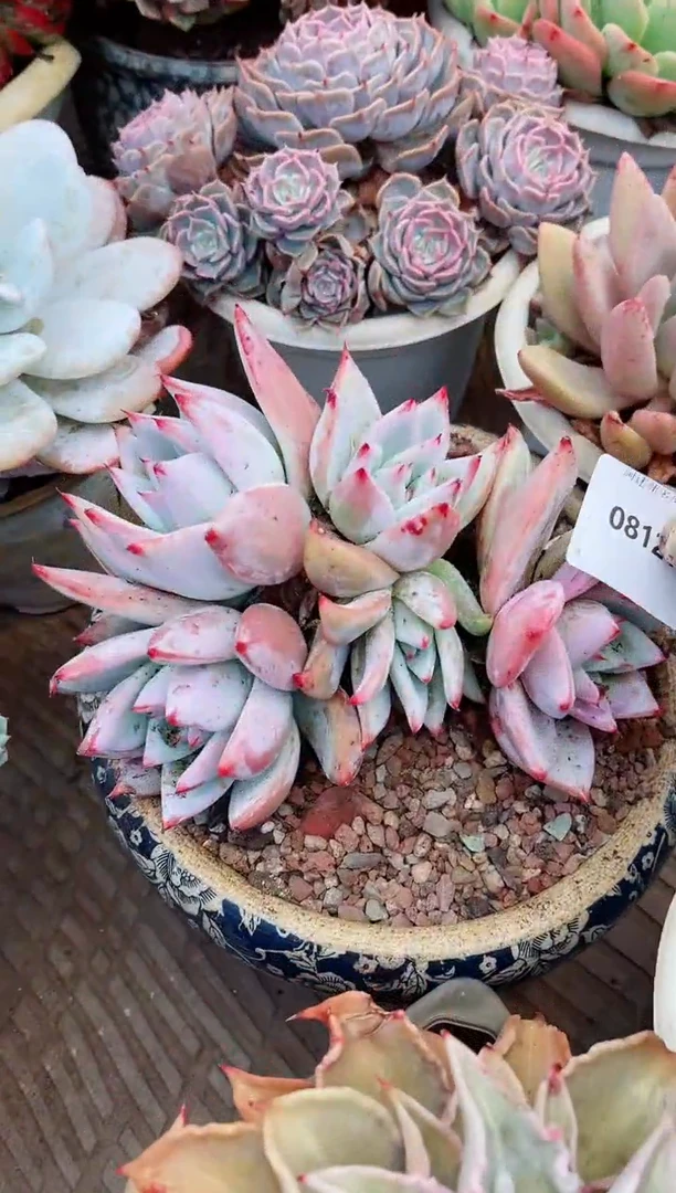 【闪购商品】08121