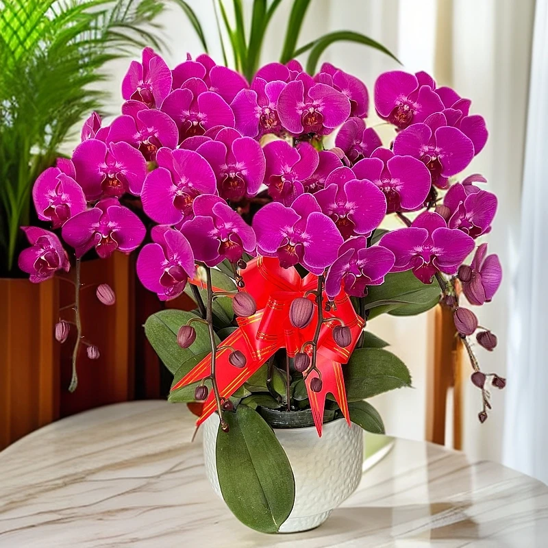 蝴蝶兰《莫雷利亚》花期长新手推荐 好养耐养带花 广西基地直发