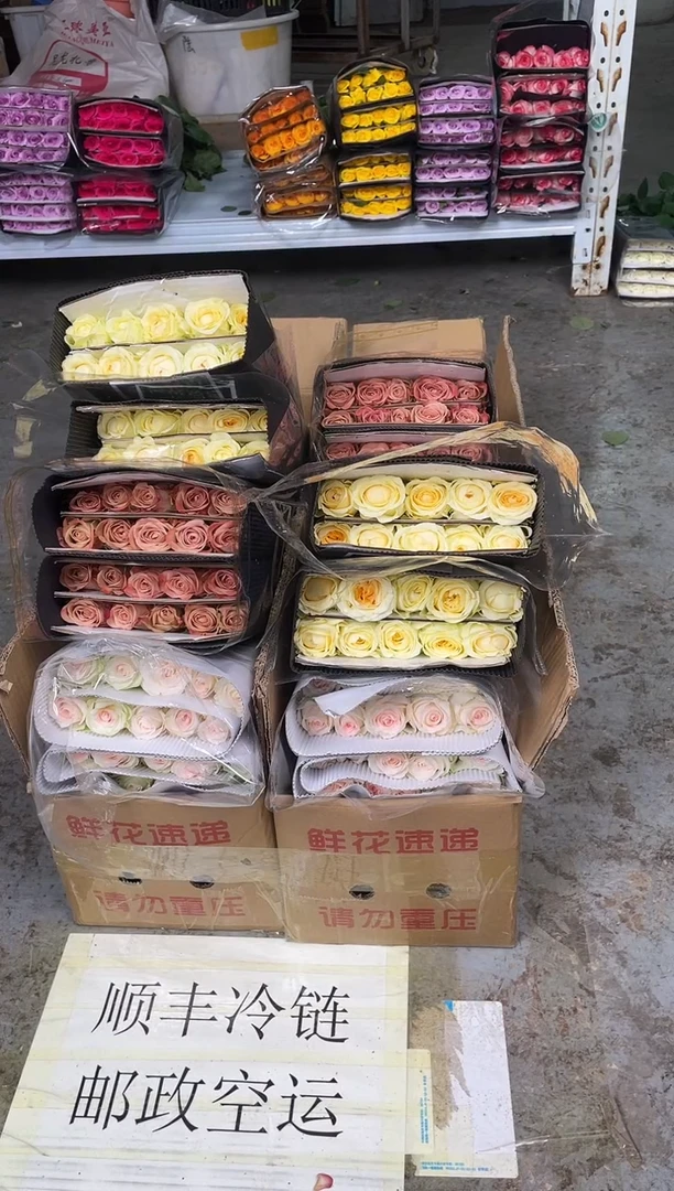 骄傲20枝+金枝20枝