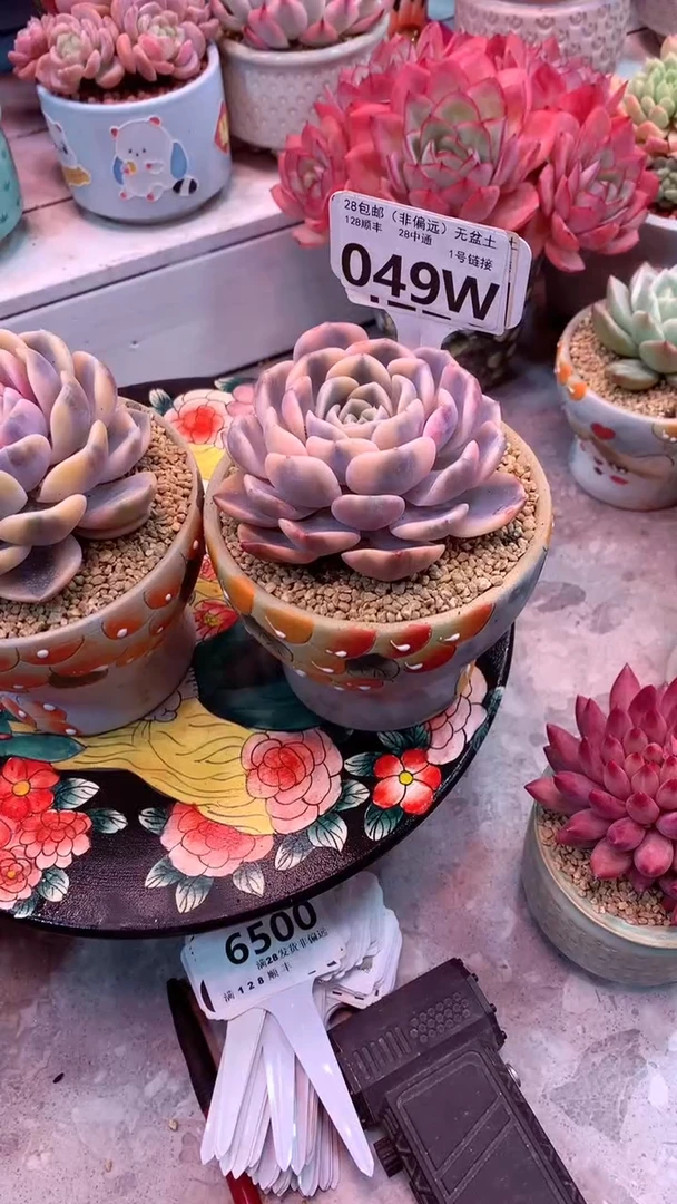 覅*049W（一物一拍，精品多肉，w所见即所得 ）