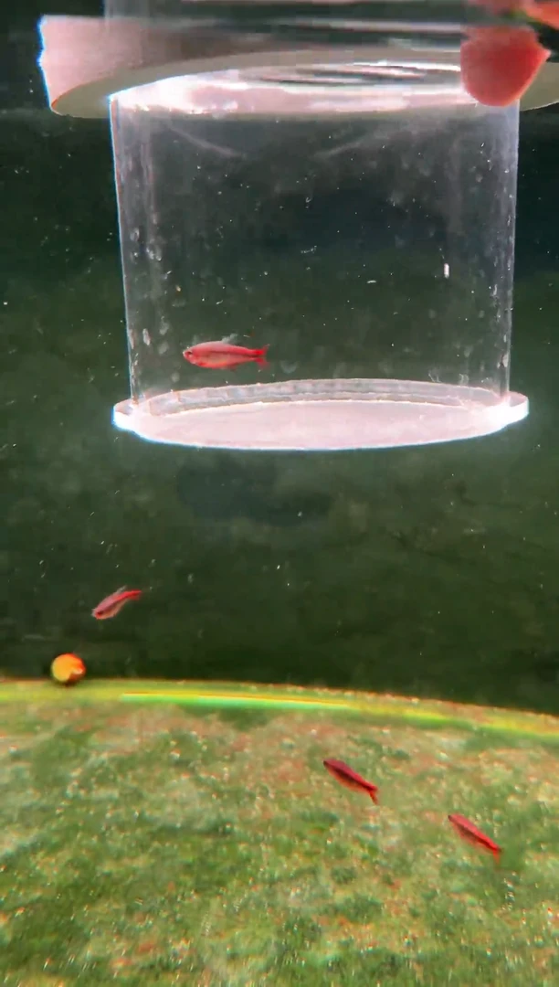 灯科鱼那***六D10红HY*1