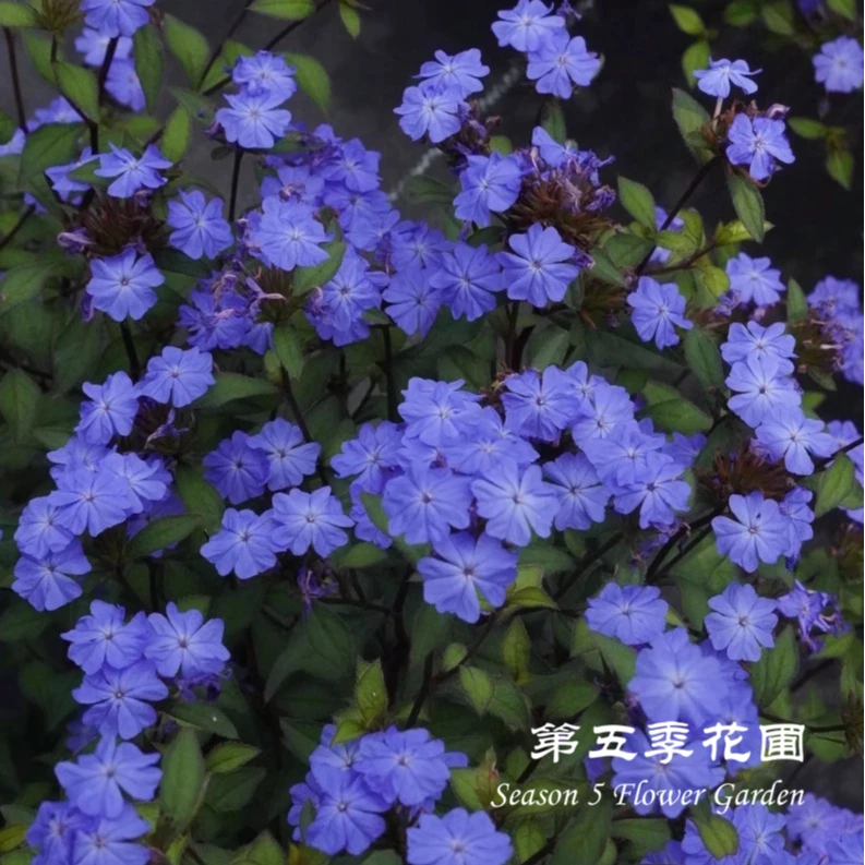 第五季花圃 原生山野植物’岷江蓝雪花‘ 多年耐寒耐热 盆栽花苗