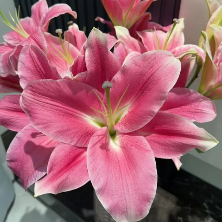 【鲜花坊甄选】护卫舰 百合 店铺包邮 基地直发