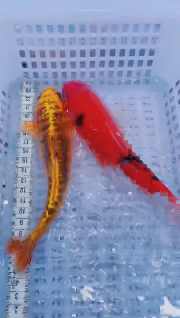 锦鲤血统锦鲤全场包邮110