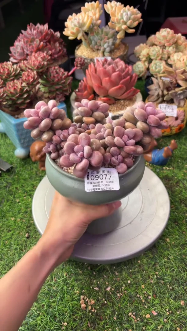 昆明印象多肉09077