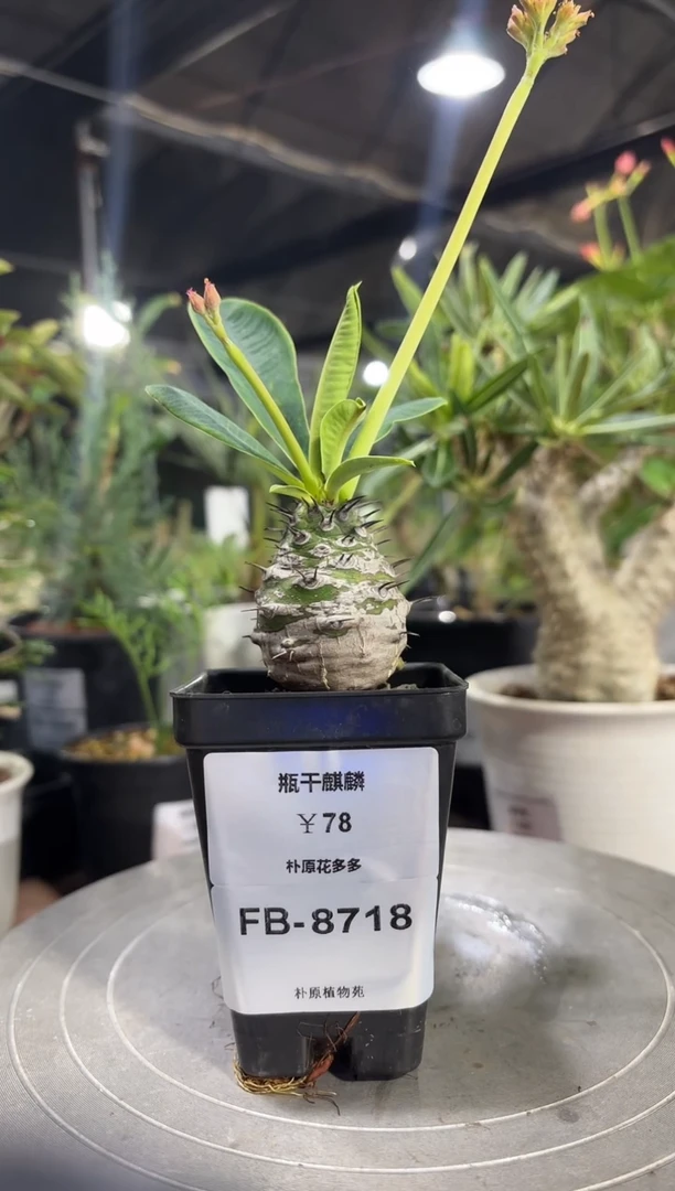 瓶干麒麟FB-8718
