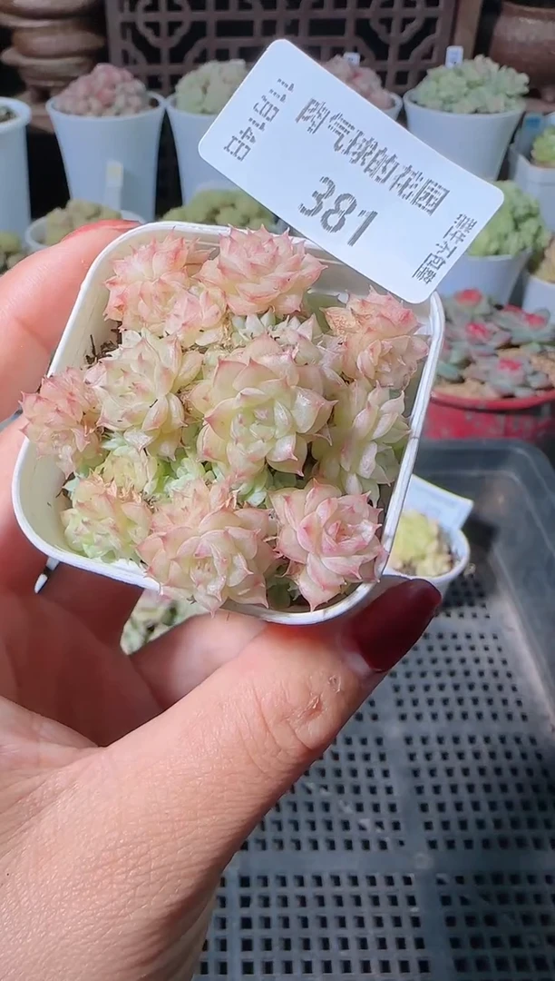 1114-381群生不包整
