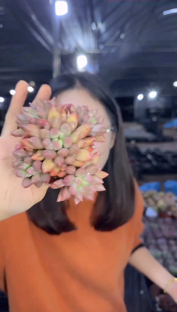 群生自家虞美人  9.99