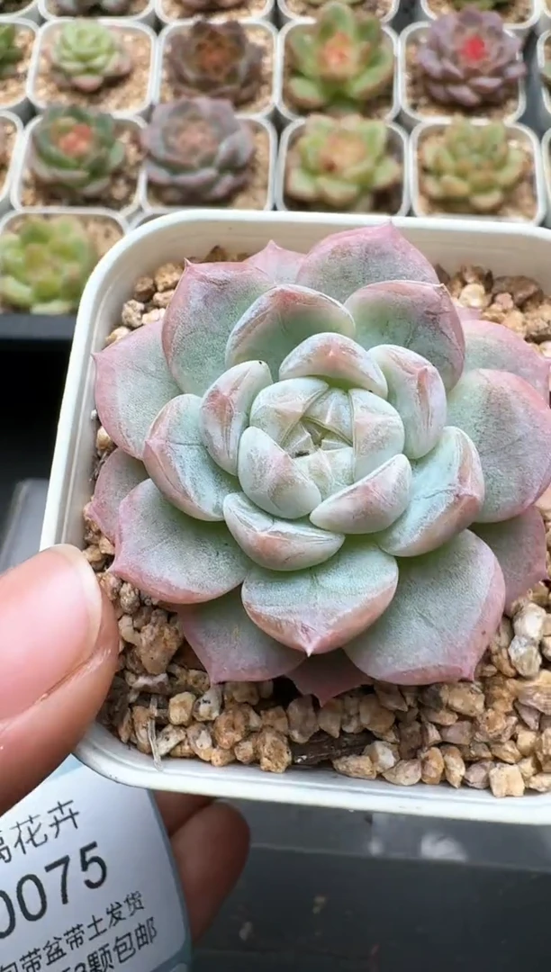 074C云禹多肉植物 带盆土纸巾打包 3颗包邮
