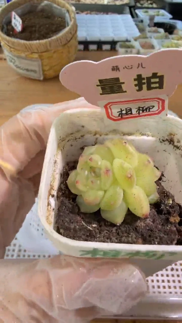 相柳五方一盆 单双混 量拍混发