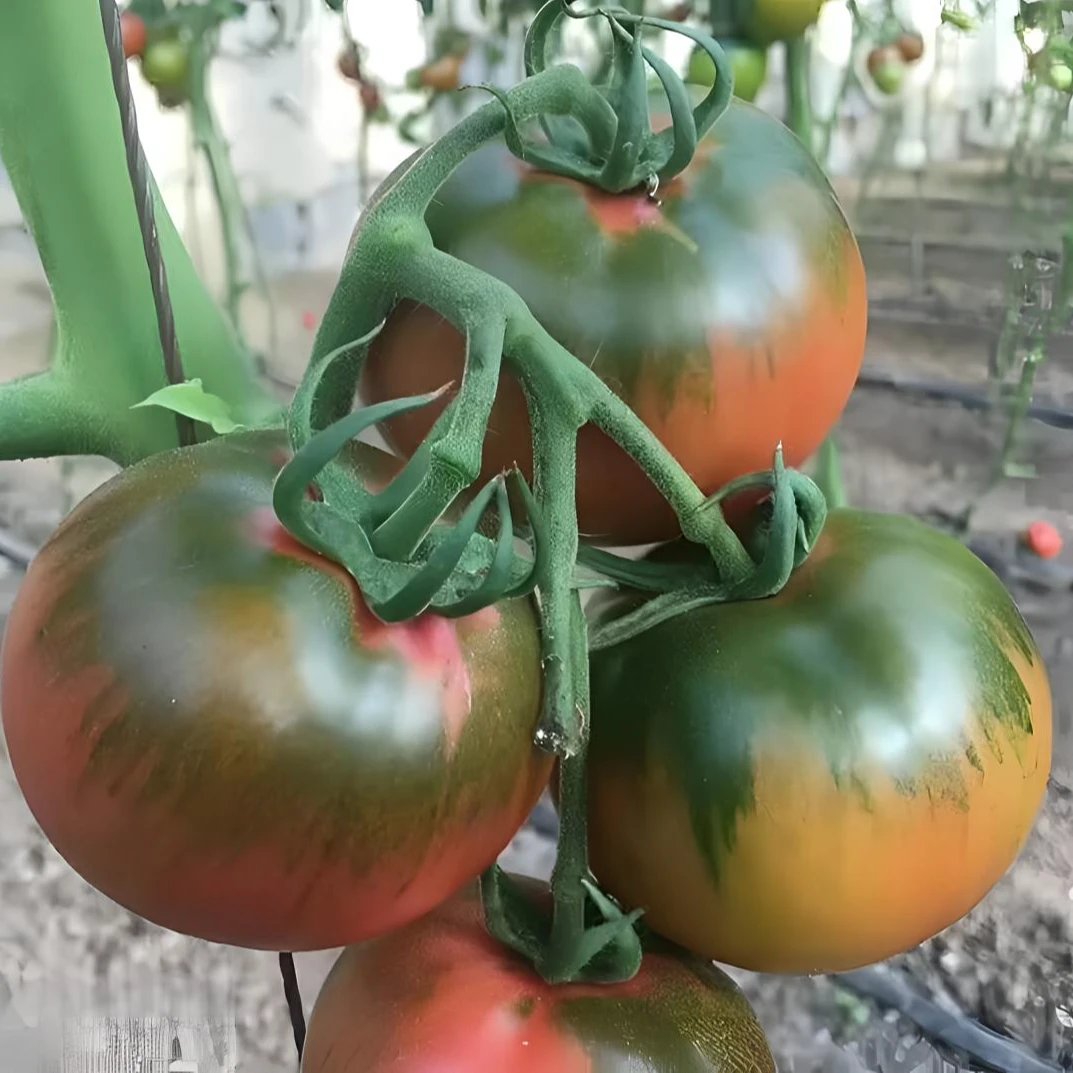 新鲜脆爽黑龙江碱地西红柿嘎啦柿子番茄包邮铁皮西红柿酸甜可口