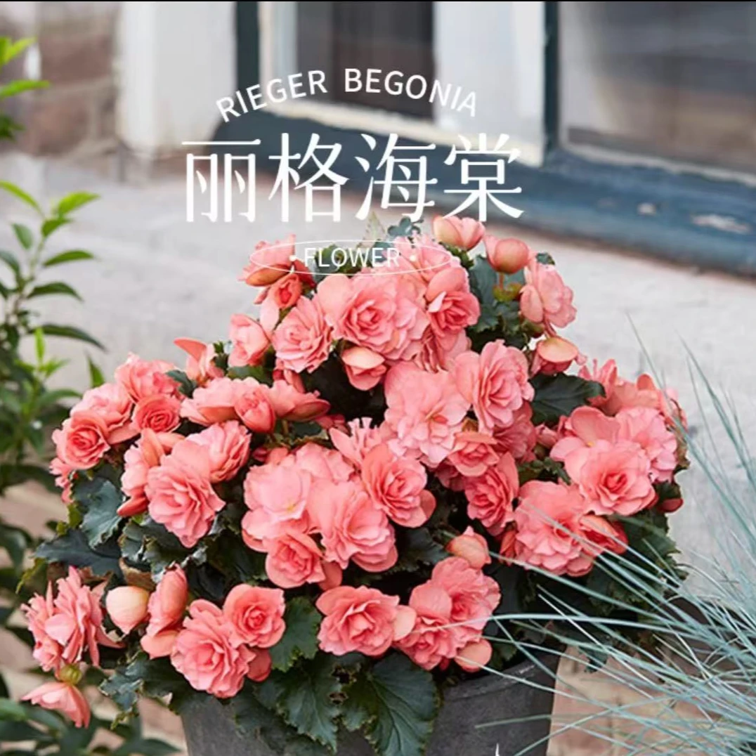 丽格海棠 观花植物