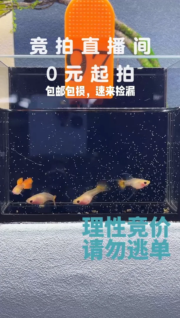 孔雀鱼红礼服一公三母97