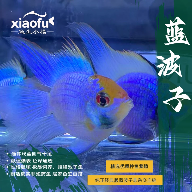 阿凡达蓝波子金波子热带短鲷长尾圆体蓝波子