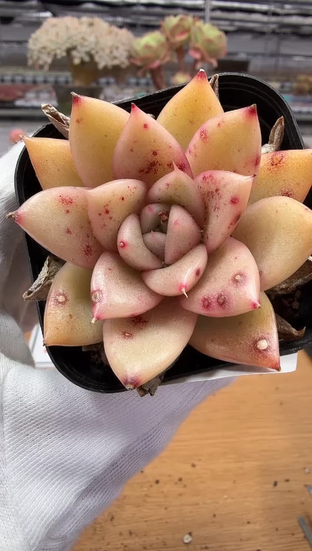 东云多肉园二店-256