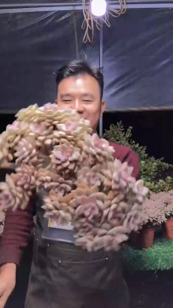 296淡雪缀化一物一拍