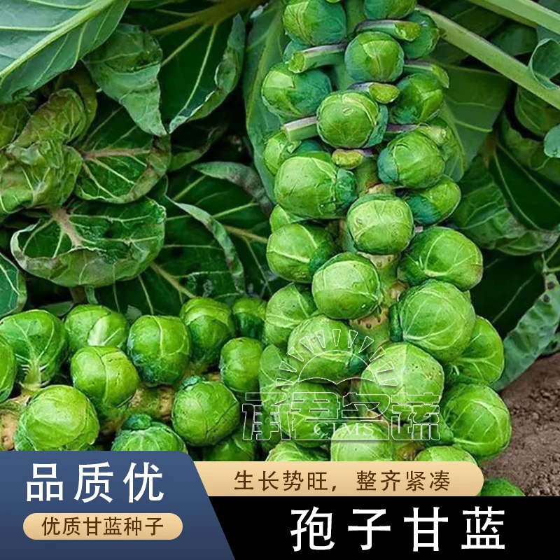 秋播孢子甘蓝种子耐寒小抱子甘蓝种籽春四季包菜卷心菜甘蓝蔬菜孑