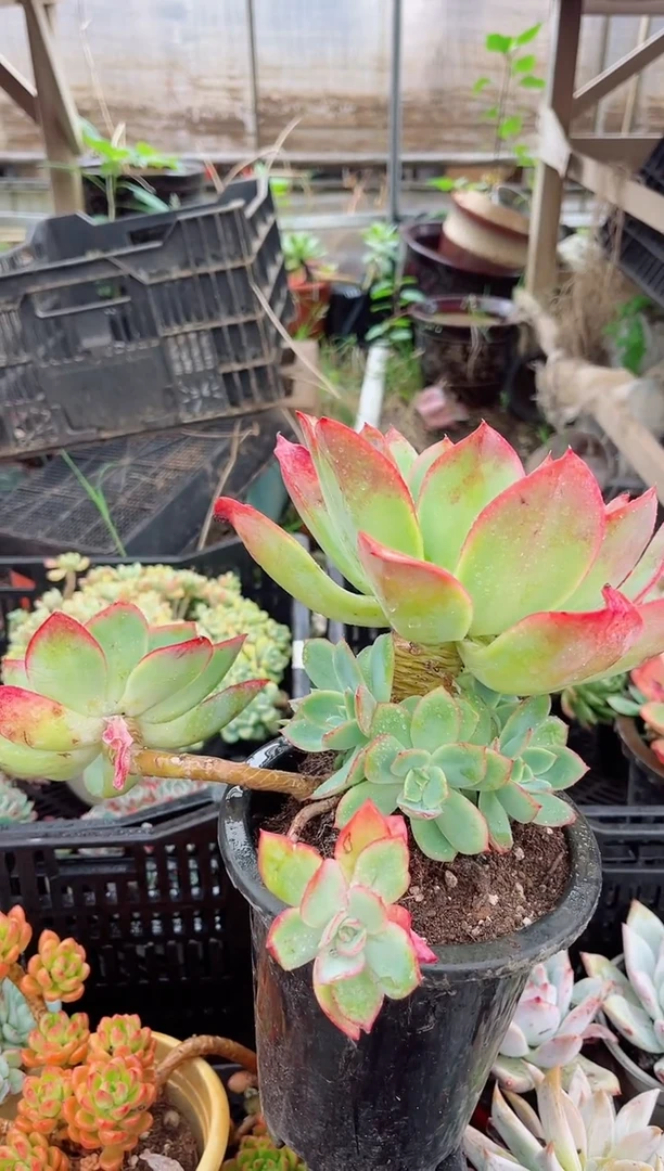 吖*多肉植物一物一拍27135
