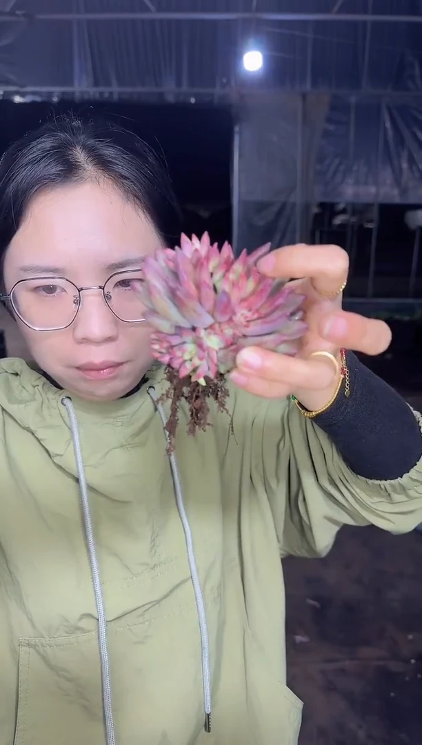 超多崽虞美人  5