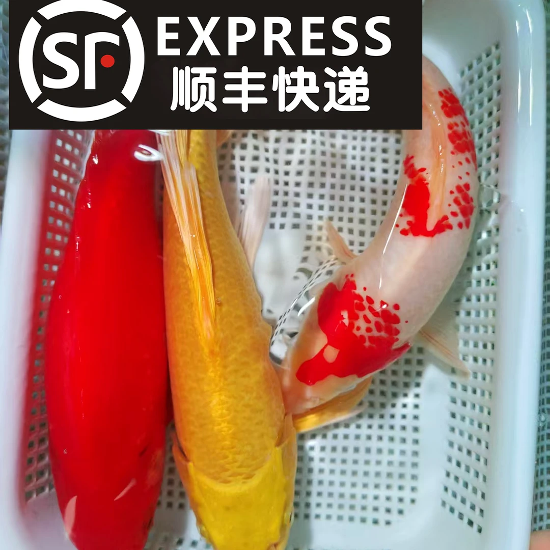 【14-17cm】黄1红1红白1共三条锦鲤冷水观赏鱼好养耐活