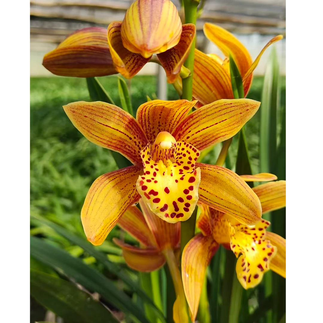 蕙兰【霞光之吻】正宗橙黄室内绿植盆栽兰花直播兰花盆栽花卉盆栽